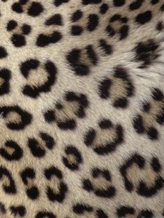 an animal's fur with black spots on it