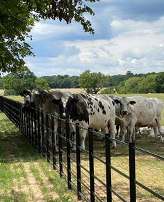 a herd of cows standing next to a black fence on top of a grass covered field