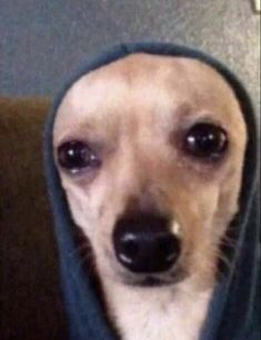 a dog wearing a hoodie looking at the camera