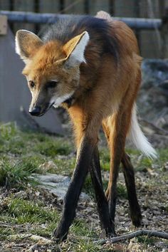 a small fox standing on top of a grass covered field