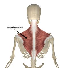 the muscles are highlighted in this image, and there is an arrow pointing to them