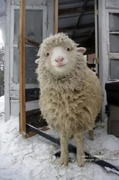 a sheep standing in the snow next to an open door and looking at the camera