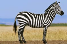 a zebra standing on top of a dirt road next to tall grass and dry grass
