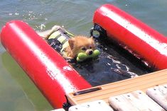 a small dog is floating in the water on a raft with a ball and life jacket