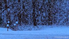 a person walking in the snow with an umbrella over their head and trees behind them