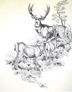 an ink drawing of some deer in the grass
