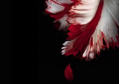 a red and white flower on a black background