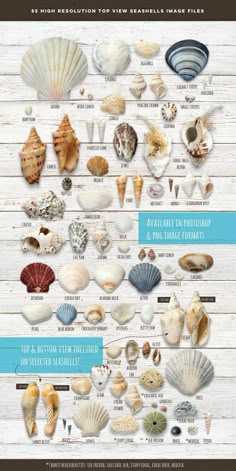 an info sheet with different types of sea shells on white wood planks and text that says