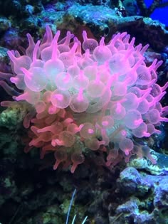 an underwater coral with pink and white colors