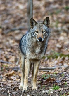 a lone wolf standing in the woods looking at the camera