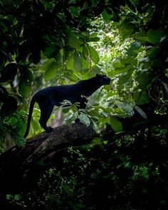 a black cat standing on top of a tree branch in the forest with green leaves