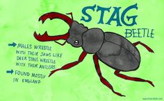 a drawing of a stag beetle on a green background with the words stag beetle