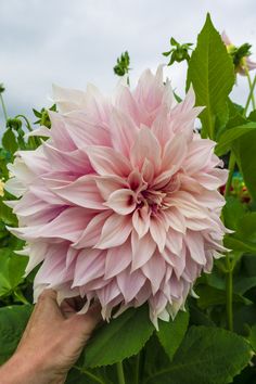 a large pink flower being held by a hand