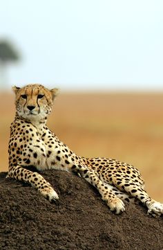 a cheetah sitting on top of a mound of dirt