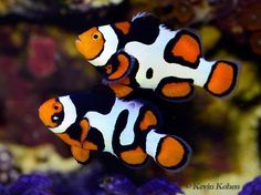 two orange and white clown fish swimming in an aquarium with purple corals behind them