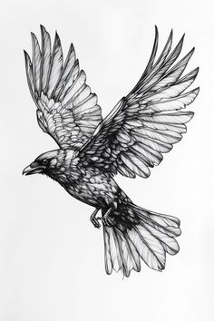 a black and white drawing of a bird flying in the air with its wings spread
