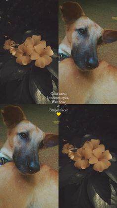 the dog is wearing a flower in its mouth and has four different pictures on it