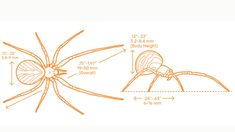 an orange spider is shown with measurements