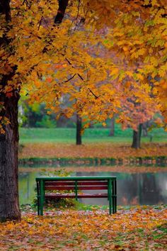 a park bench sitting next to a tree with yellow leaves on it's ground