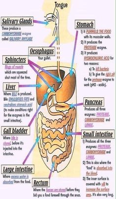 diagram of the human body organs labeled in english and spanish with pictures for each section