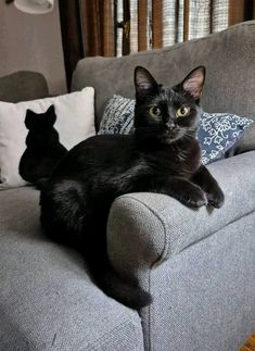 a black cat laying on top of a gray couch