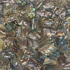 an image of many pieces of abana shell