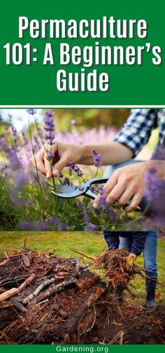 Permaculture 101: A Beginner’s Guide Permaculture Projects, Permaculture For Beginners, Permaculture Basics, Learn Permaculture Basics, How To Design A Permaculture Garden, How To Do Permaculture Design, Learn Permaculture Design Basics, Beginner Permaculture Course, How To Implement Permaculture