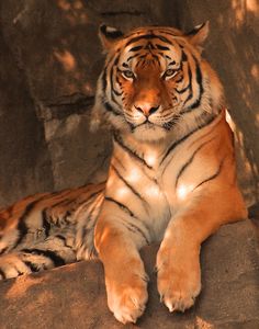 a tiger laying down on top of a rock