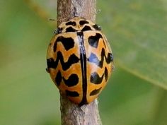 a close up of a bug on a tree branch
