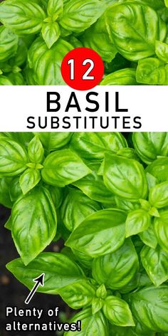 basil plants with the title 12 basil subtitles
