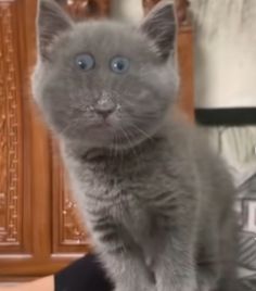 a grey cat sitting on top of a table next to a lamp and wooden cabinets