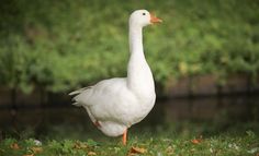 a white duck standing in the grass near water