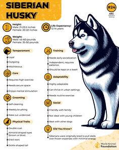 the siberian husky dog is shown in this info sheet