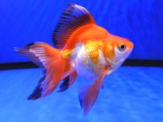 a goldfish swimming in an aquarium with blue water