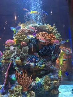 a large aquarium filled with lots of different types of corals and fish in it