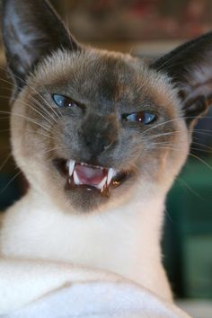 a siamese cat with it's mouth open and teeth wide open, looking at the camera