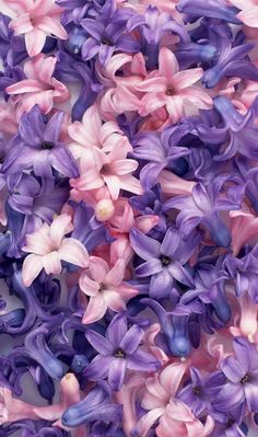 purple and pink flowers are shown in close up