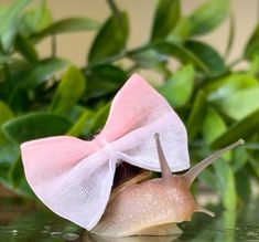a snail with a pink bow on it's head is in the water next to some plants
