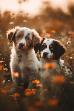 two puppies sitting in the middle of a field with orange and yellow wildflowers