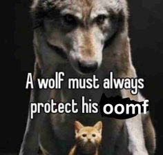 a wolf is standing next to a cat with the caption'a wolf must always protect his oomf '