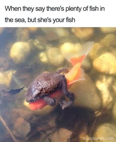 a frog riding a goldfish in the water
