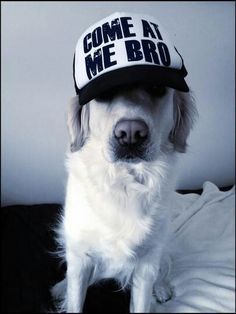 a dog wearing a hat that says come at me bro