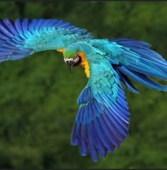 a blue and yellow bird flying through the air