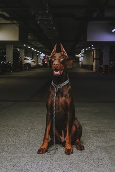 a large brown dog sitting on top of a cement floor
