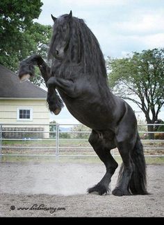 a large black horse standing on its hind legs
