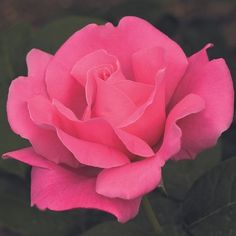 a pink rose is blooming in the garden