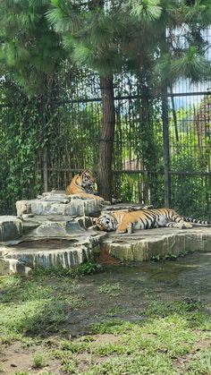 two tigers laying down in their enclosure at the zoo