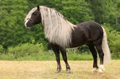 a black and white horse standing on top of a grass covered field next to trees