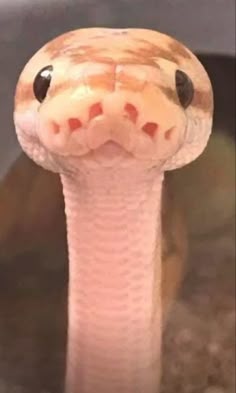 a close up view of a snake's head