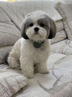 a small white and gray dog sitting on top of a couch next to a window